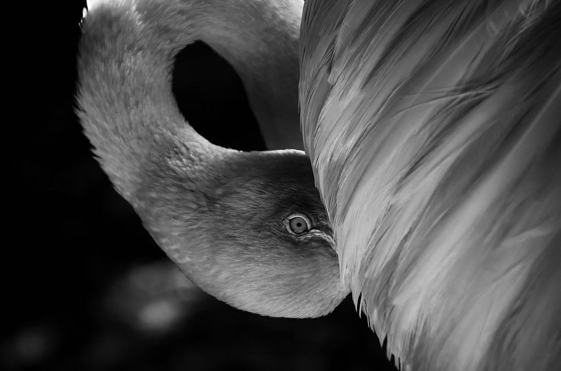 Flamingo in Curaçao by Karel Frielink