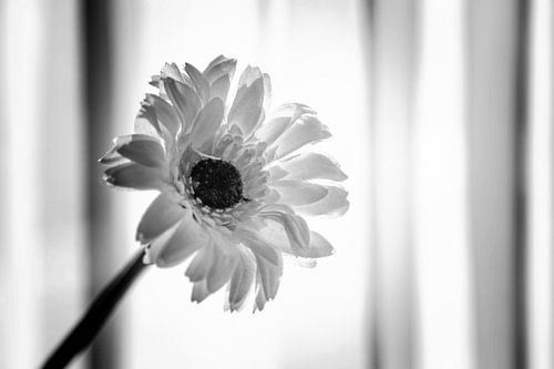 BLOEM van Suzanne van Stiphout