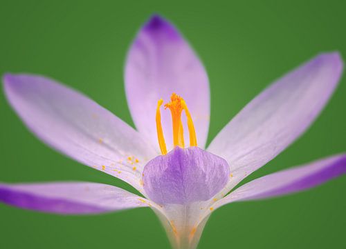 Fleur de crocus lilas