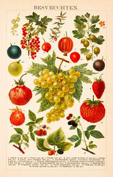 Antike Farblithographie mit Beeren von Studio Wunderkammer