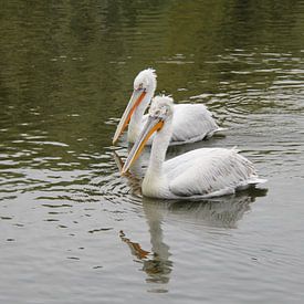 Quiet morning with two Dalmatian pelicans by Jose Lok