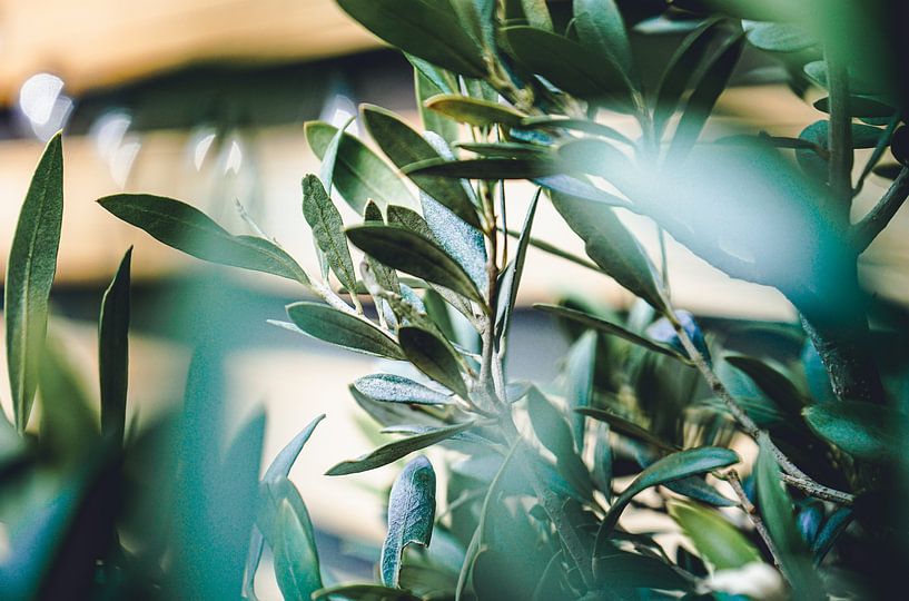 Olive tree in bloom by Daphne Groeneveld