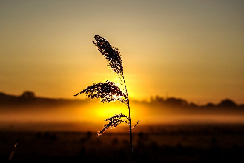 In the morning on a meadow by Norbert Sülzner