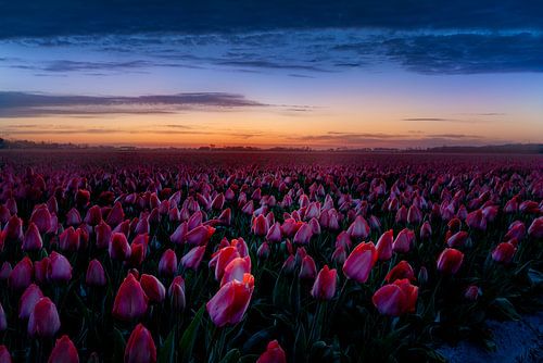 Zulpenveld voor zonsopgang