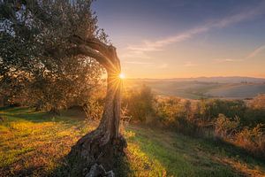 Uralter verdrehter Olivenbaum bei Sonnenuntergang in der Toskana