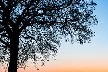 Evening in the forest by Clazien Boot