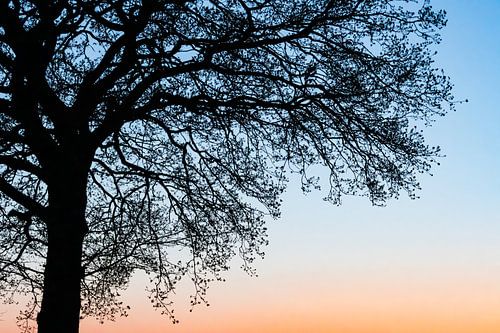 Evening in the forest by Clazien Boot