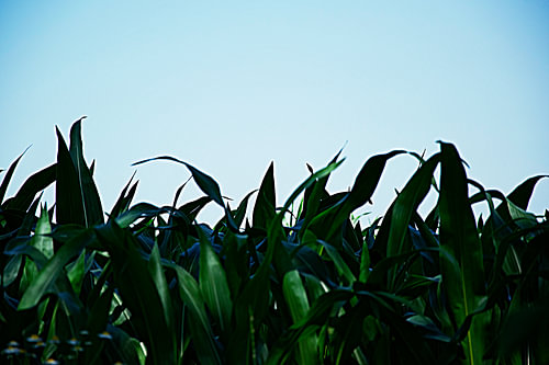 Green and blue