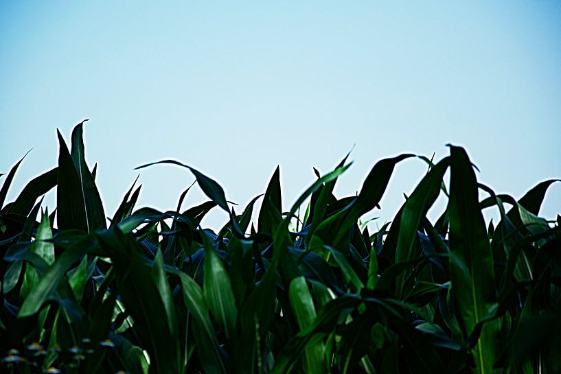 Grün und blau von RK