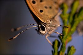 Cranberry bluebird up close (macro of butterfly in Veluwe, Netherlands), Agriades optilete by John Ozguc