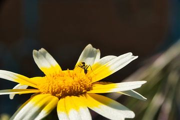 Blüte der Kronenwucherblume & Ameise von Patrick Wittling