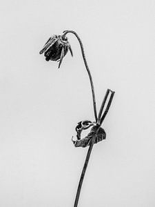 Inmitten der Blumen 1 von Teis Albers