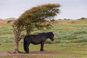 Protection sur Hannie Kassenaar