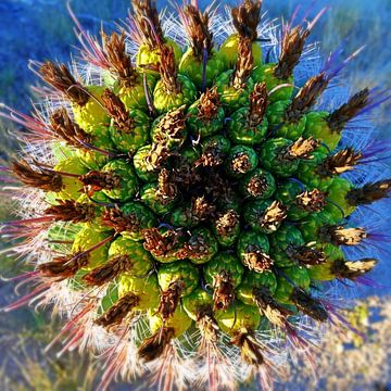 Cactus Saguaro van Rob Walburg