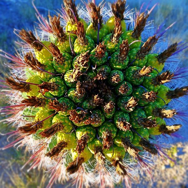 Cactus Saguaro von Rob Walburg