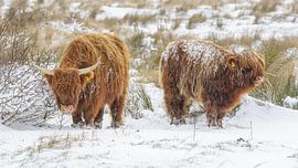 Schottische Highlander im Schnee von Dirk van Egmond