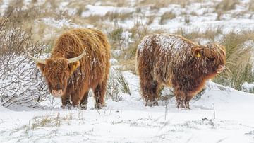 Schotse hooglanders in de sneeuw van Dirk van Egmond