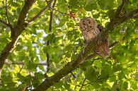 Long-eared owl (Asio otus) among summer leaves by Moetwil en van Dijk - Fotografie thumbnail