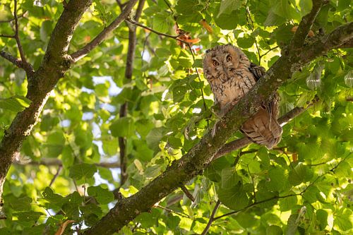 Ransuil (Asio otus) tussen de zomerbladeren