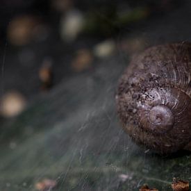 Schneckenhaus von Harry Huider