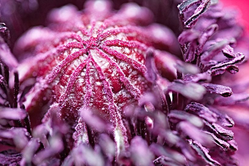 Poppy by Ruud Boogaard