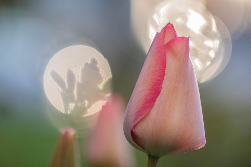 Tulpen-Trio von Tania Perneel
