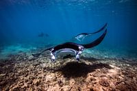 The great manta rays.