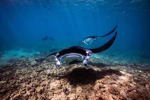 De groote manta rays. van DesignedByJoost