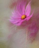 Cosmea-Blüte im Wind