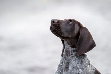 Silent Attention - Portrait d'un chien de berger allemand à poil court sur Femke Ketelaar