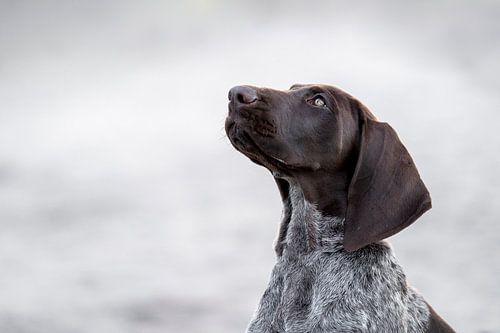 Verstilde Aandacht - Portret van een Kortharige Duitse Staande - hond