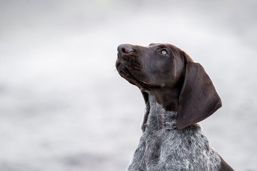Verstilde Aandacht - Portret van een Kortharige Duitse Staande - hond van Femke Ketelaar