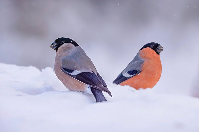 The Northern Bullfinch, Pyrrhula pyrrhula (Bullfinch) by Gert Hilbink