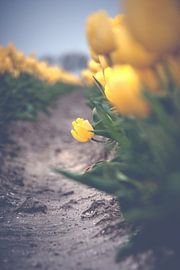Dutch tulip field with yellow tulips