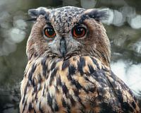Le hibou grand-duc