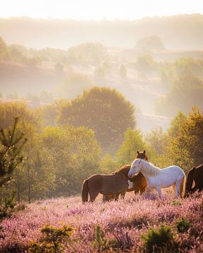 IJslandse paarden op de Posbank tijdens zonsopkomst