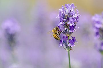 Lavendel und Biene von Mark Bolijn