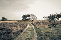 Walking On The Heaths | Holland