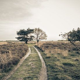 Wandelen Over De Drentse Heidevelden  van Melvin Fotografie