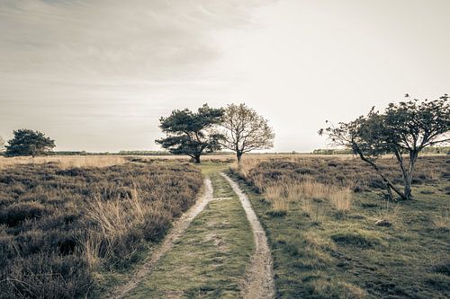 Wandern durch die Moore | Holland