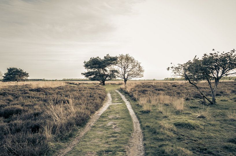 Wandern durch die Moore | Holland von Melvin Fotografie
