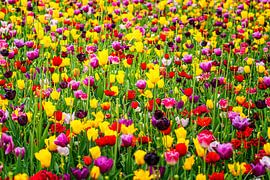 Colorful tulips by Marly De Kok