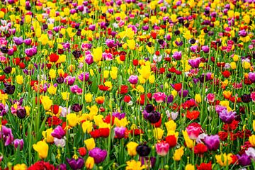Kleurenpracht tulpen van Marly De Kok