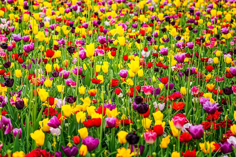Colorful tulips by Marly De Kok