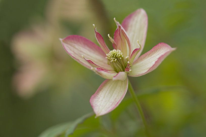 Clematis Montana Marjorie - Spring Time by Dagmar Hijmans