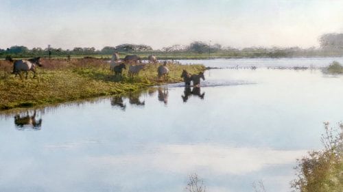 Konik horses in the Elster floodplains by Studio Mirabelle