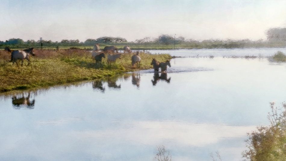 Konikpaarden in de Elster buitenwaarden