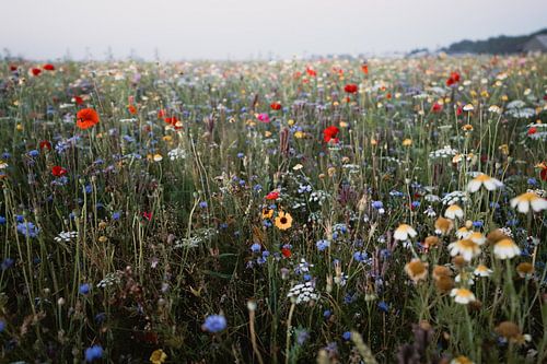 Wild flower field