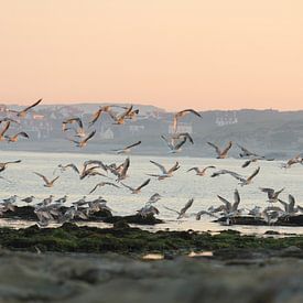 Meeuwen on the beach! von Wendy Bremmert