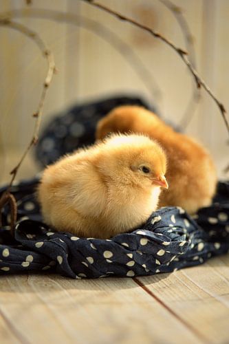 poussins mignons